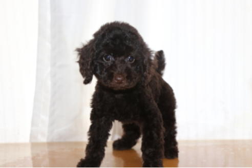 成約済の千葉県のトイプードル-65506の9枚目