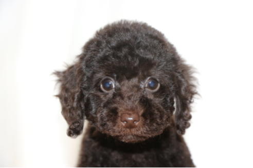 成約済の千葉県のトイプードル-65506の8枚目