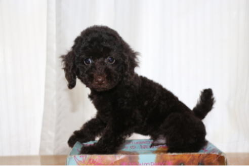 成約済の千葉県のトイプードル-65506の7枚目