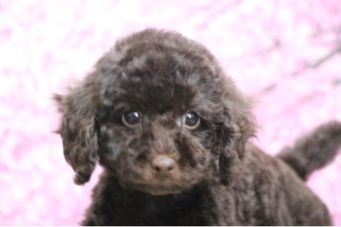 成約済の千葉県のトイプードル-65506の6枚目