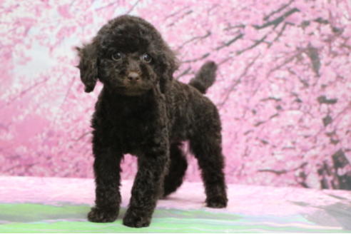 成約済の千葉県のトイプードル-65506の5枚目