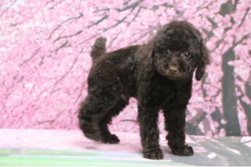 成約済の千葉県のトイプードル-65506の4枚目