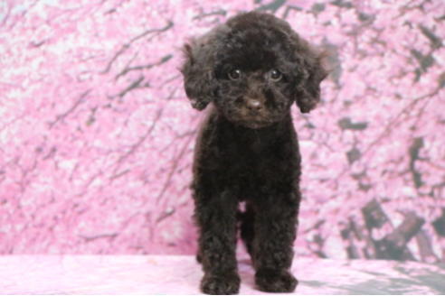 成約済の千葉県のトイプードル-65506の3枚目