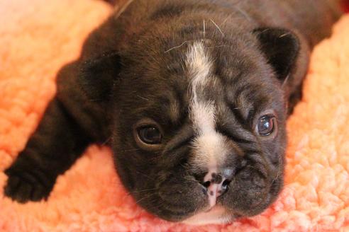 成約済の愛知県のフレンチブルドッグ-68193の67枚目