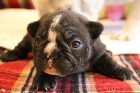 成約済の愛知県のフレンチブルドッグ-68193の66枚目