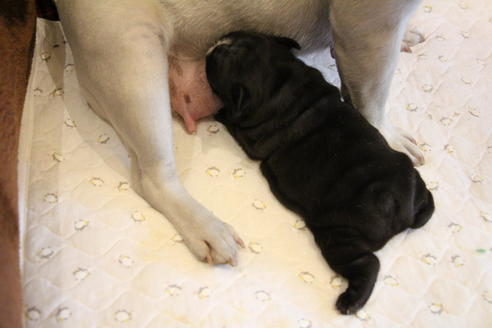 成約済の愛知県のフレンチブルドッグ-68193の64枚目