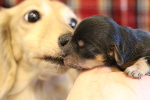 成約済の愛知県のカニンヘンダックスフンド(ロングヘアード)-68200の9枚目