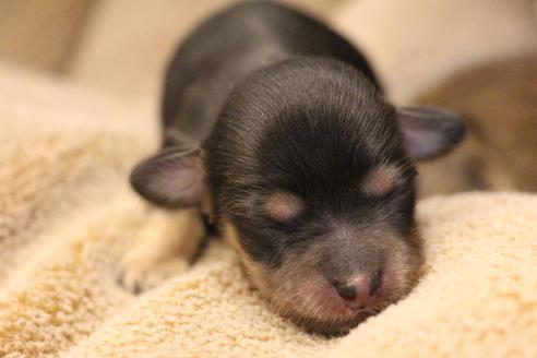 成約済の愛知県のカニンヘンダックスフンド(ロングヘアード)-68200の8枚目