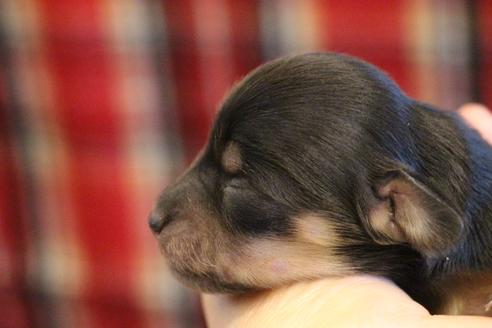 成約済の愛知県のカニンヘンダックスフンド(ロングヘアード)-68200の7枚目