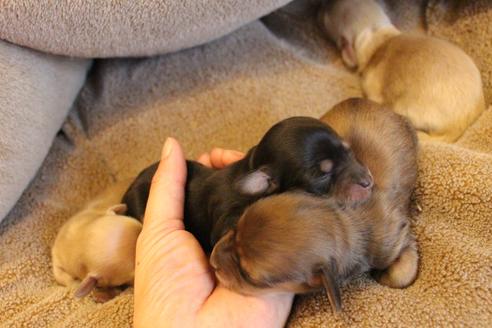 成約済の愛知県のカニンヘンダックスフンド(ロングヘアード)-68200の6枚目
