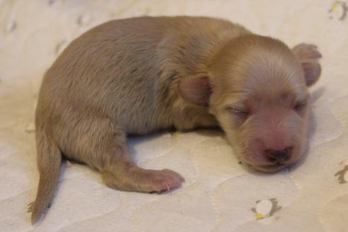 成約済の愛知県のカニンヘンダックスフンド(ロングヘアード)-68201の16枚目