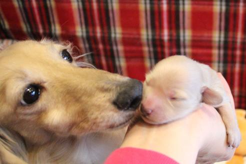 成約済の愛知県のカニンヘンダックスフンド(ロングヘアード)-68201の15枚目