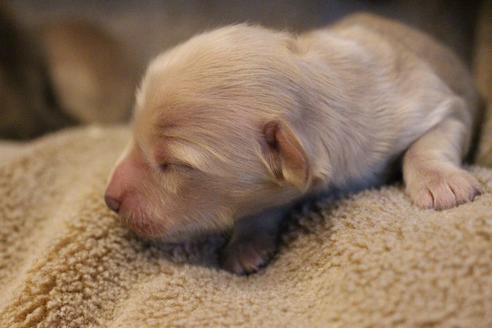 成約済の愛知県のカニンヘンダックスフンド(ロングヘアード)-68201の13枚目