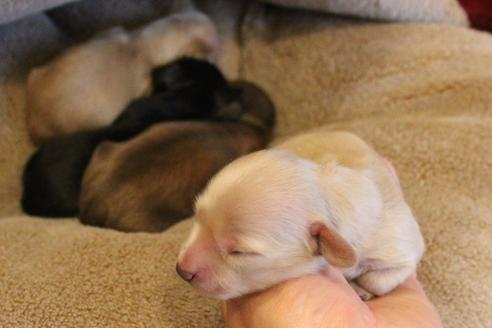 成約済の愛知県のカニンヘンダックスフンド(ロングヘアード)-68201の12枚目