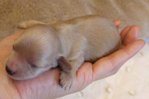 成約済の愛知県のカニンヘンダックスフンド(ロングヘアード)-68202の13枚目