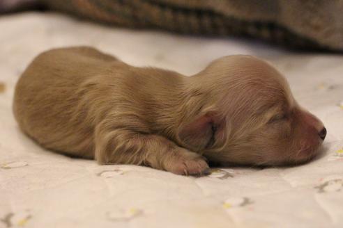 成約済の愛知県のカニンヘンダックスフンド(ロングヘアード)-68202の11枚目