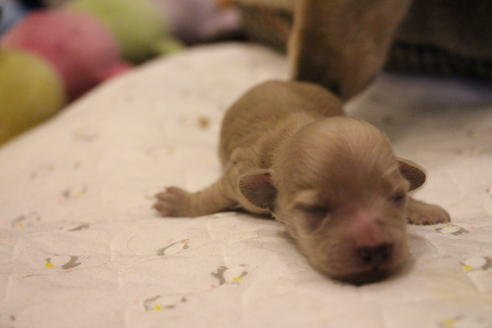 成約済の愛知県のカニンヘンダックスフンド(ロングヘアード)-68202の10枚目