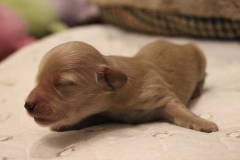 成約済の愛知県のカニンヘンダックスフンド(ロングヘアード)-68202の9枚目