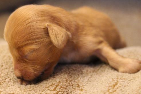 成約済の愛知県のカニンヘンダックスフンド(ロングヘアード)-68204の16枚目