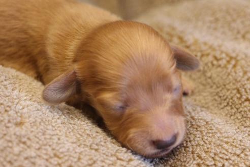 成約済の愛知県のカニンヘンダックスフンド(ロングヘアード)-68204の15枚目