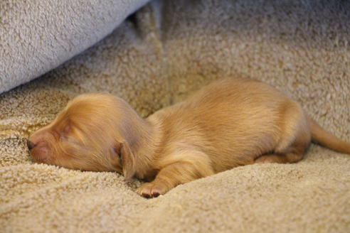 成約済の愛知県のカニンヘンダックスフンド(ロングヘアード)-68204の14枚目