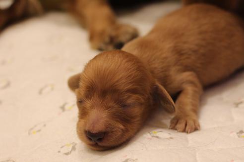成約済の愛知県のカニンヘンダックスフンド(ロングヘアード)-68204の13枚目