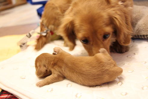 成約済の愛知県のカニンヘンダックスフンド(ロングヘアード)-68204の12枚目