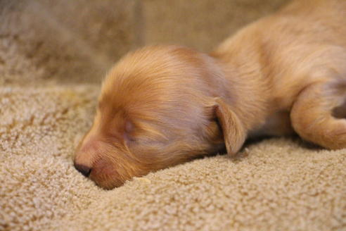 成約済の愛知県のカニンヘンダックスフンド(ロングヘアード)-68204の11枚目