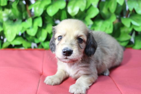 成約済の京都府のミニチュアダックスフンド(ロングヘアード)-66993の1枚目