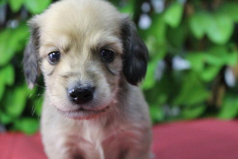 成約済の京都府のミニチュアダックスフンド(ロングヘアード)-66993の3枚目