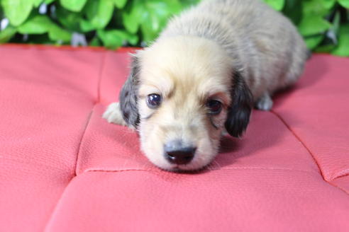 成約済の京都府のミニチュアダックスフンド(ロングヘアード)-66993の2枚目