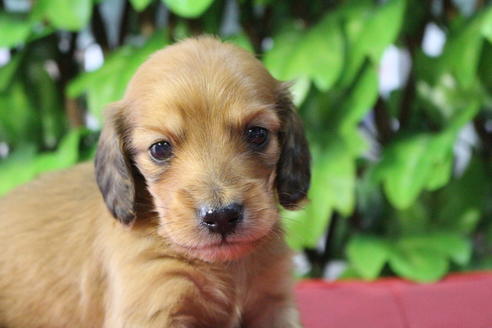 成約済の京都府のミニチュアダックスフンド(ロングヘアード)-66996の1枚目