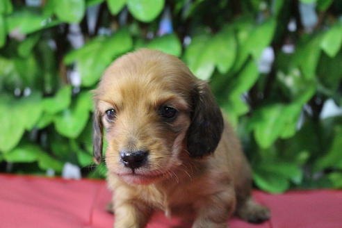 成約済の京都府のミニチュアダックスフンド(ロングヘアード)-66996の3枚目