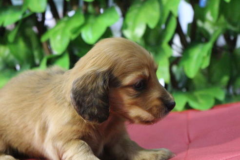 成約済の京都府のミニチュアダックスフンド(ロングヘアード)-66996の2枚目