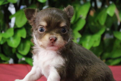 成約済の京都府のチワワ(ロングコート)-67313の1枚目