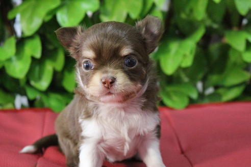 成約済の京都府のチワワ(ロングコート)-67313の5枚目