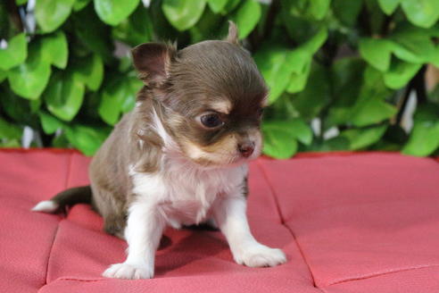 成約済の京都府のチワワ(ロングコート)-67313の4枚目