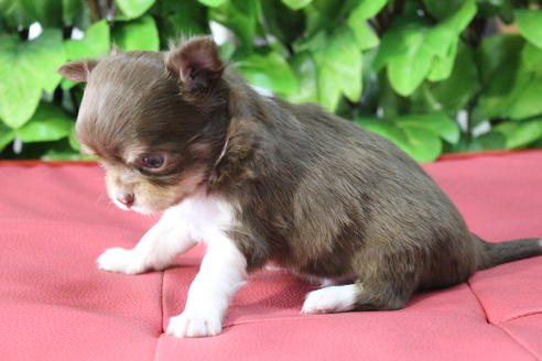 成約済の京都府のチワワ(ロングコート)-67313の3枚目