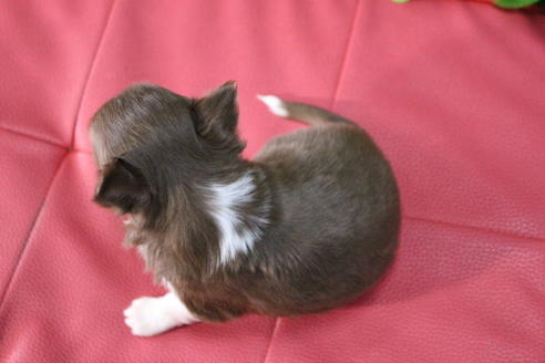 成約済の京都府のチワワ(ロングコート)-67313の2枚目