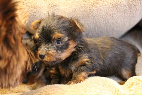 成約済の愛知県のヨークシャーテリア-67375の15枚目