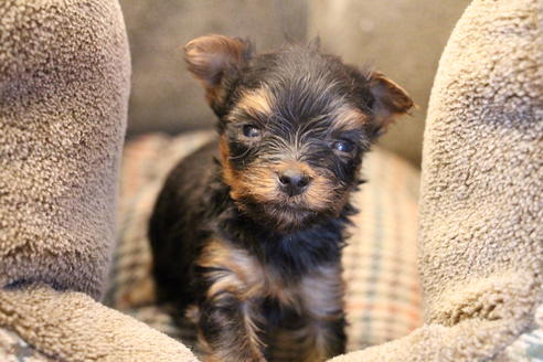 成約済の愛知県のヨークシャーテリア-67375の14枚目