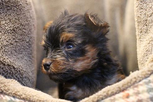 成約済の愛知県のヨークシャーテリア-67375の13枚目