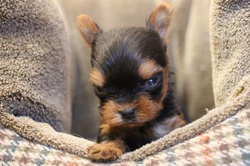 成約済の愛知県のヨークシャーテリア-67373の8枚目