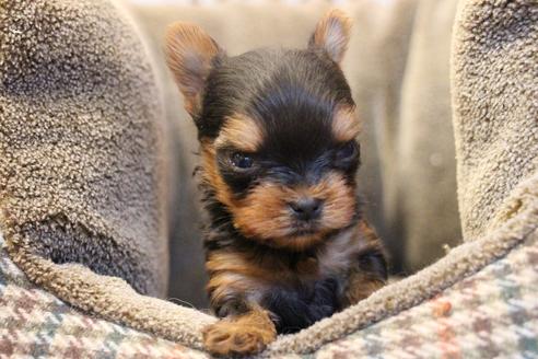 成約済の愛知県のヨークシャーテリア-67373の7枚目