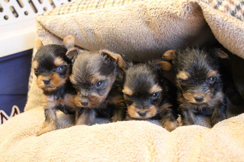 成約済の愛知県のヨークシャーテリア-67373の6枚目