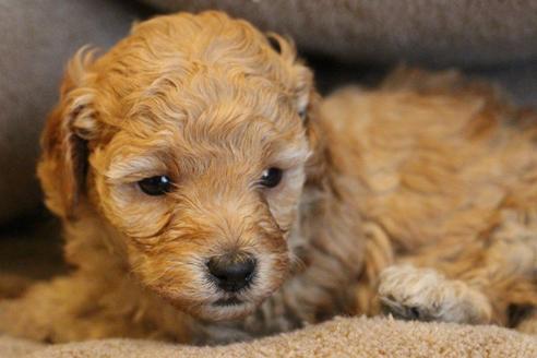 成約済の愛知県のトイプードル-67388の9枚目