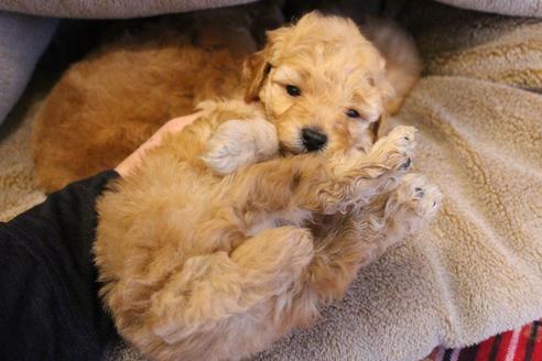 成約済の愛知県のトイプードル-67388の8枚目