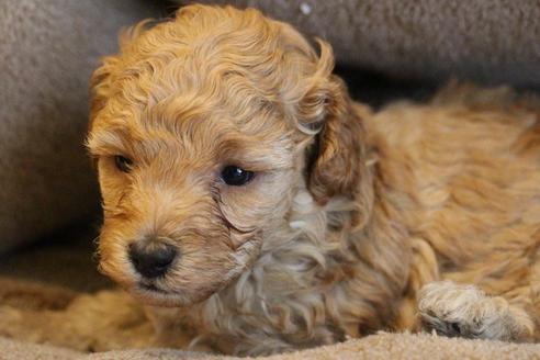 成約済の愛知県のトイプードル-67388の7枚目