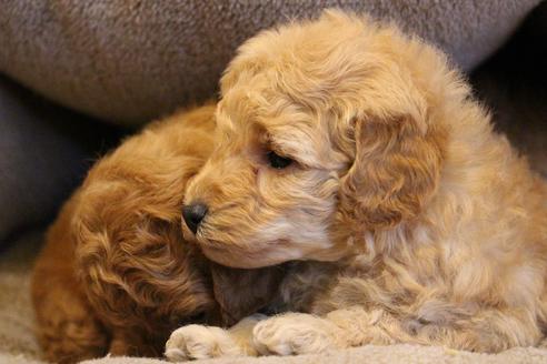 成約済の愛知県のトイプードル-67388の6枚目