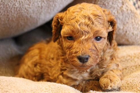 成約済の愛知県のトイプードル-67389の10枚目